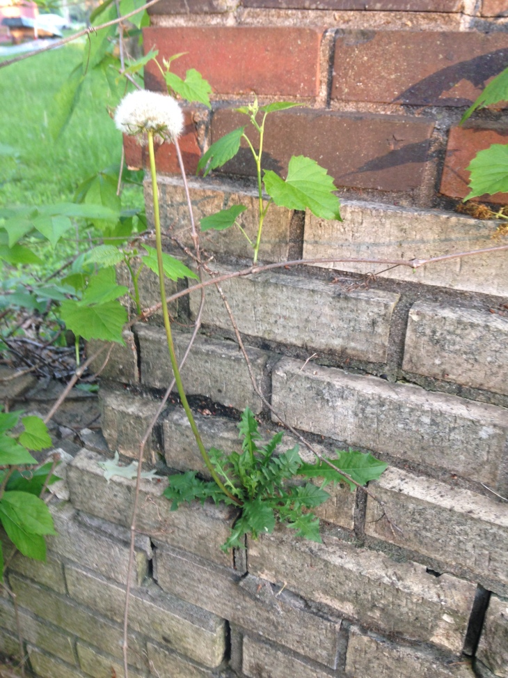 If all you need to do is live long enough to reproduce, then this dandelion, literally growing in brick dust, has already won at life.